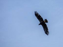 Photowalk - Hohenwerfen Castle - Falconry Austria